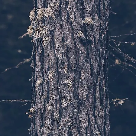 Almwellness-resort Tuffbad Σαλέ *