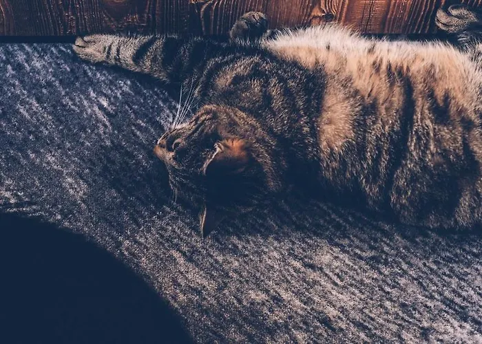 Domek alpejski Almwellness-resort Tuffbad Sankt Lorenzen im Lesachtal