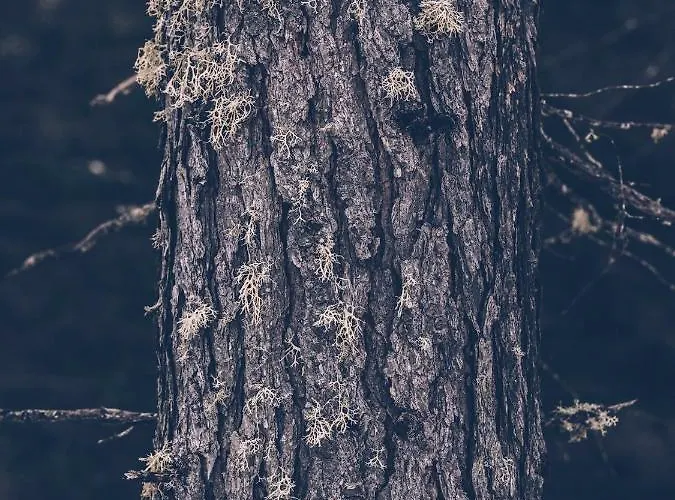 Almwellness-resort Tuffbad Domek alpejski *